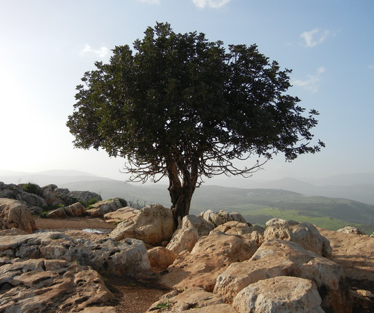 Baum in Israel